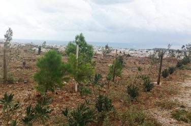 Αναδάσωση ΣΠΑΥ Γλυφάδα